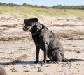 Maggie